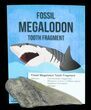 Real Fossil Megalodon Partial Tooth - 4"+ Size - Photo 4